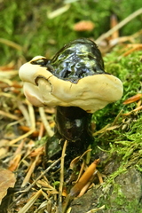 Ganoderma carnosum