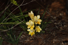 Freesia leichtlinii