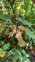 Flemingia strobilifera