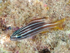 Parapristipoma octolineatum