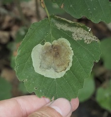 Cameraria hamameliella