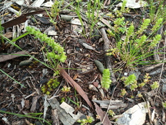 Crassula colorata