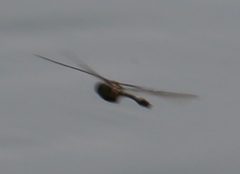 Epophthalmia elegans