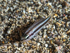 Parapristipoma octolineatum