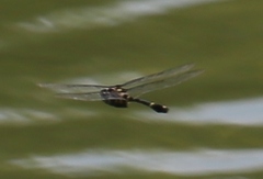 Epophthalmia elegans