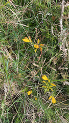 Ulex europaeus