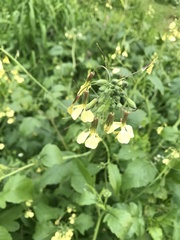 Raphanus raphanistrum