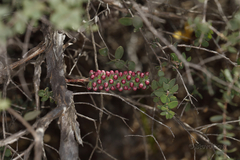 Melaleuca elliptica