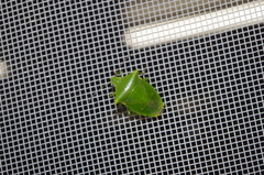 Vitellus orientalis