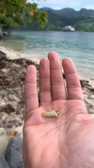 Terebridae