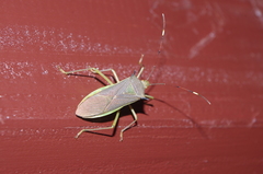 Paradasynus spinosus
