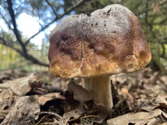 Boletus edulis