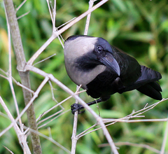 Corvus splendens