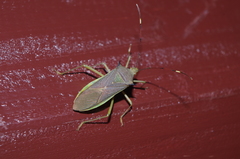 Paradasynus spinosus