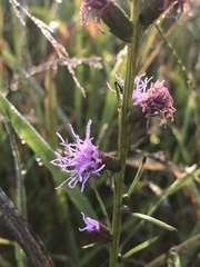 Liatris spicata