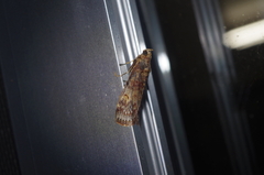 Nephopterix proximalis