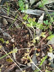 Cicendia quadrangularis