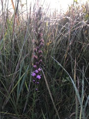 Liatris spicata