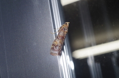 Nephopterix proximalis