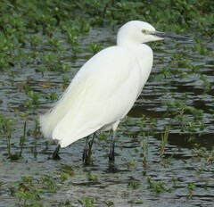 Egretta garzetta