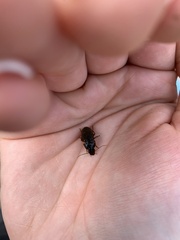 Harpalus rufipes