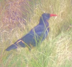 Pyrrhocorax pyrrhocorax
