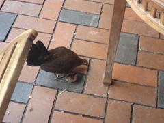Gallus gallus domesticus