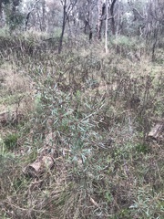 Dodonaea viscosa angustissima