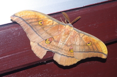 Antheraea yamamai yambaru
