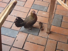 Gallus gallus domesticus