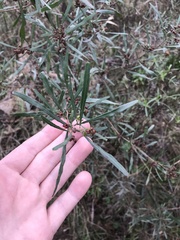 Dodonaea viscosa angustissima