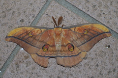 Antheraea yamamai yambaru