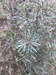 Dodonaea viscosa angustissima