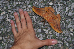 Antheraea yamamai yambaru