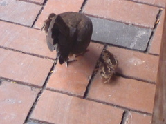 Gallus gallus domesticus