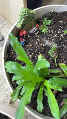 Eryngium foetidum