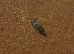 Hofmannophila pseudospretella