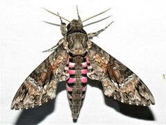 Agrius cingulata