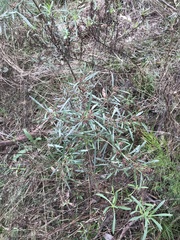 Dodonaea viscosa angustissima