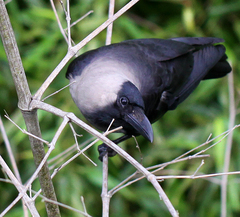Corvus splendens