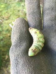 Smerinthus ocellata