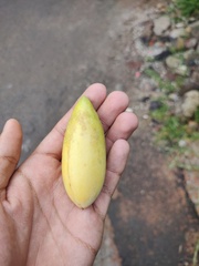 Passiflora tarminiana