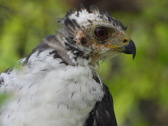 Accipiter melanoleucus
