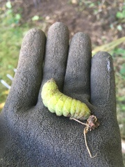 Smerinthus ocellata