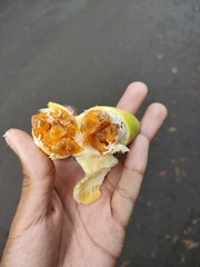 Passiflora tarminiana