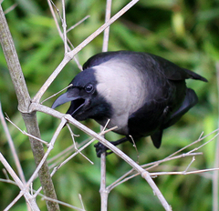 Corvus splendens