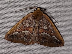 Caripeta aretaria