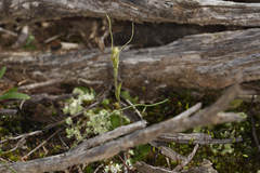 Pterostylis setulosa
