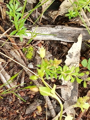 Cicendia quadrangularis