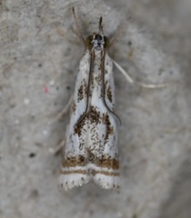Microcrambus elegans